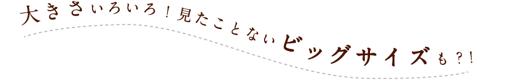 見たことないビックサイズも